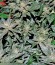 Сорт Pakistan Ryder Auto fem (World of Seeds)