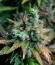 Сорт Peach Cake by Cookies fem