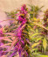 Сорт Northern Lights Auto fem (Herbies Seeds)