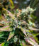 Сорт Peach Cake by Cookies fem