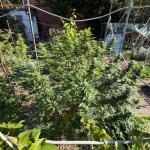 mimosa-x-orange-punch-fem-barneys-farm.jpeg