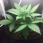 gorilla_glue_auto.jpg