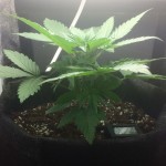 gorilla_glue_auto.jpg