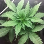 gorilla_glue_auto.jpg