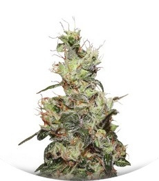 CBD Kush fem (Dutch Passion)