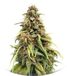 Banana Purple Punch Auto RF3 fem (FastBuds)