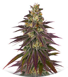 Lemon Mandarin fem (FastBuds)