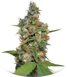 CBD Blue Shark fem (Barney's Farm)