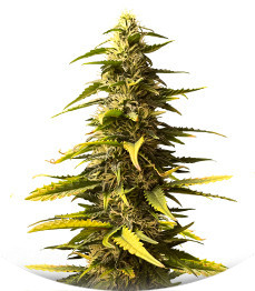 Sour Diesel Auto fem (Herbies Seeds)