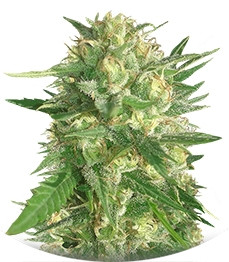 SexBud fem (Female Seeds)