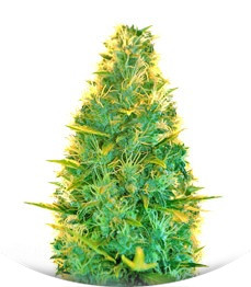 Lowryder Auto regular (Doctor’s Choiсe)