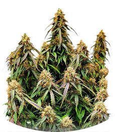 Auto Power Plant fem (Dutch Passion)