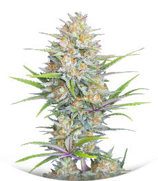 Z-Up Auto fem (FastBuds)