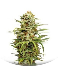 Auto White Widow fem (Dutch Passion)