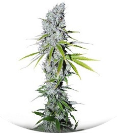 CBD Skunk Haze fem (Dutch Passion)