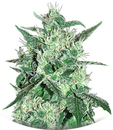 Spicy White Devil fem (Samsara Seeds)