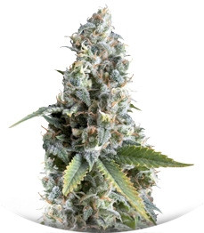 Ak 74 fem (Trikoma Seeds)