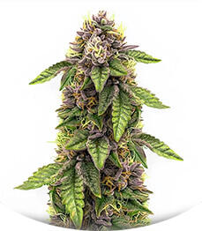 Sticky Sherbert GG fem (Seedkeepers)