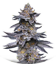 LFG fem (Barney's Farm)