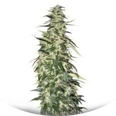 Puna Budder regular (TH Seeds)