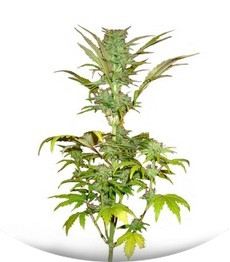 Short Rider Automatic fem (Nirvana Seeds)
