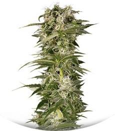 Lemon Juice Express Auto fem (Humboldt Seeds)