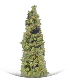 Zombie Haze Auto fem (Sumo Seeds)