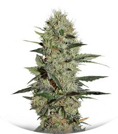 Сорт Exodus Cheese Auto мини