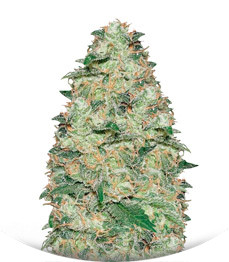 White Widow fem (Vision Seeds)