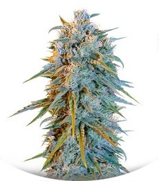 Blue Dream fem (Humboldt Seeds)