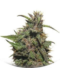 RuBerry auto fem (Russian Genetic)