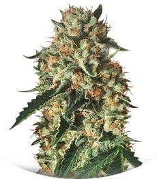 Sapphire OG fem (Humboldt Seed Organization)