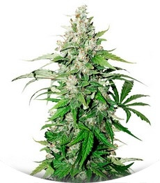 Auto Cinderella Jack fem (Dutch Passion)