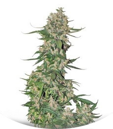 Crystal METH Auto fem (FastBuds)