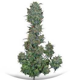 Sweet Special F1 Fast version fem (Sweet Seeds)