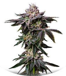 Z42 fem (FastBuds)