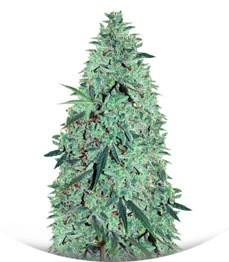 Niagara Auto fem (Doctor’s Choiсe)