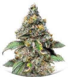Sugar Rock by Cookies fem (Silent Seeds)