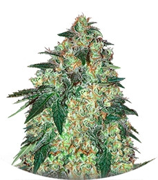 Jekyll Passion fem (Samsara Seeds)