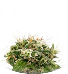 Original Strawberry Cough fem (Dinafem Seeds)