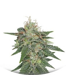 S.A.G.E. regular (TH Seeds)