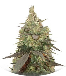 Bud Bud Bling Tingz fem (Dr. Krippling Seeds)