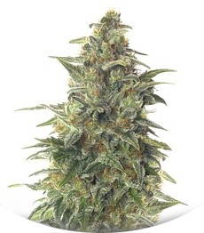 Chu Valley auto fem (Russian Genetic)