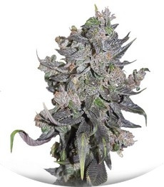 Blue Mystic Automatic (Blueberry Auto) fem (Nirvana Seeds)