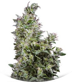 White Magic fem (Mandala Seeds)