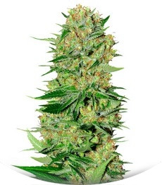 Veneno fem (Eva Seeds)