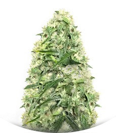 Doctor’s Choice #1 Auto fem (Doctor’s Choice)