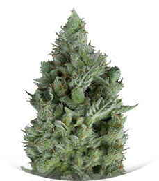 Wendy Auto fem (Trikoma Seeds)