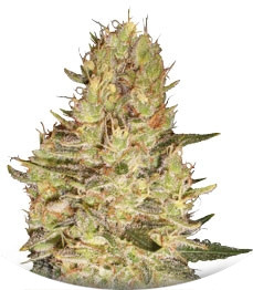 Crazy Miss Hyde fem (Samsara Seeds)