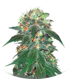 Punky Lion fem (Samsara Seeds)